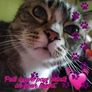 Meet your Posher, Donna