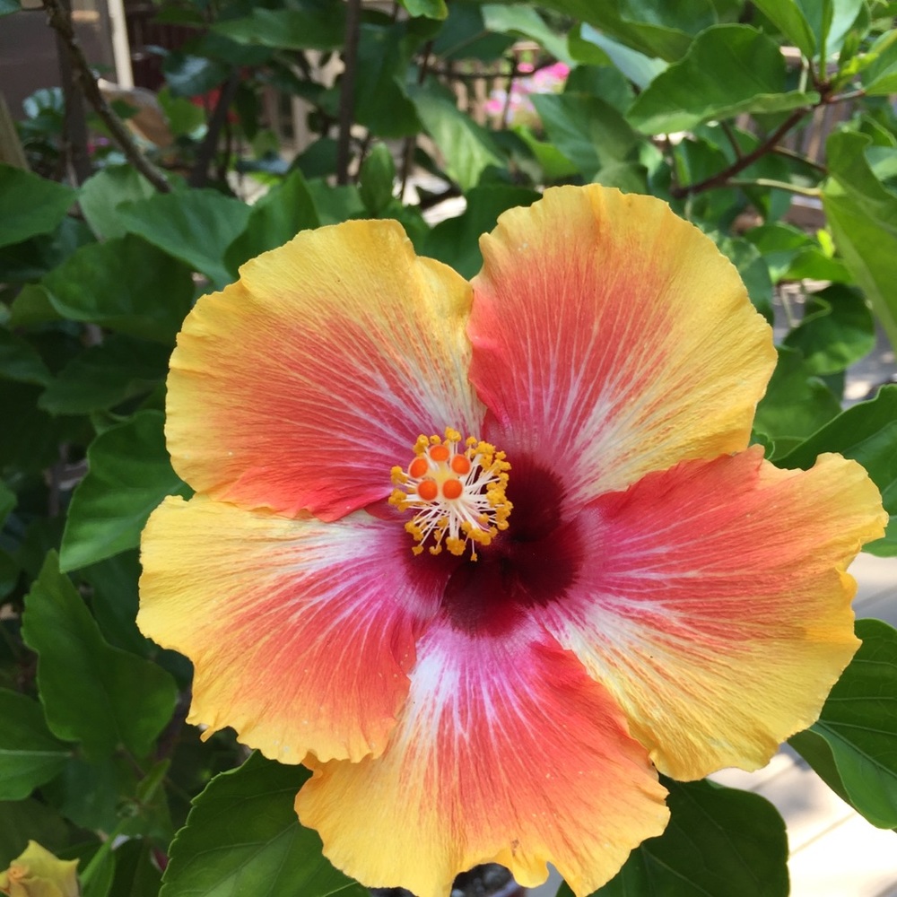 Meet your Posher, Carol