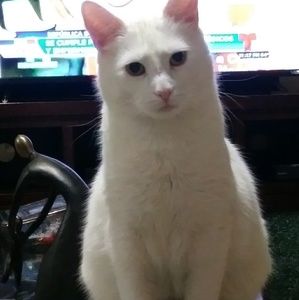 Meet your Posher, Priscilla