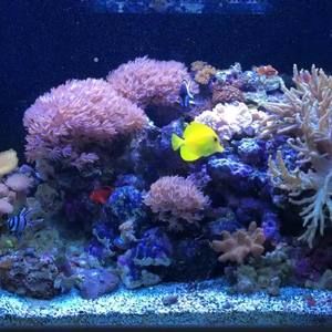 Meet your Posher, Claudio