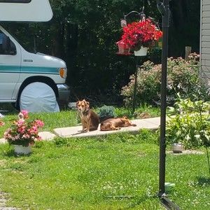 Meet your Posher, Lester