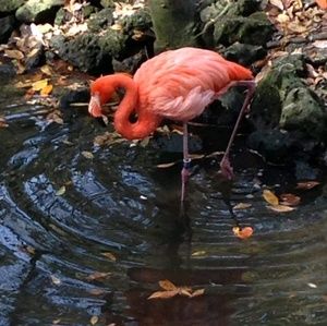 Meet your Posher, Alicia