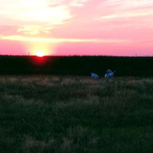 Meet your Posher, Kylee