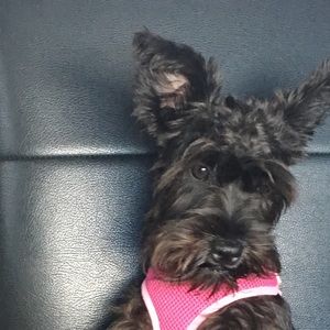 Meet your Posher, Tracy