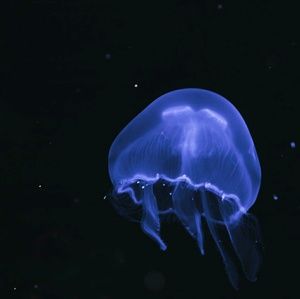 Meet your Posher, Calvin