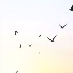 Meet your Posher, Alec