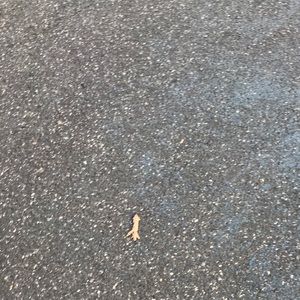 Meet your Posher, Flor