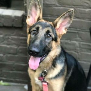 Meet your Posher, Rubin