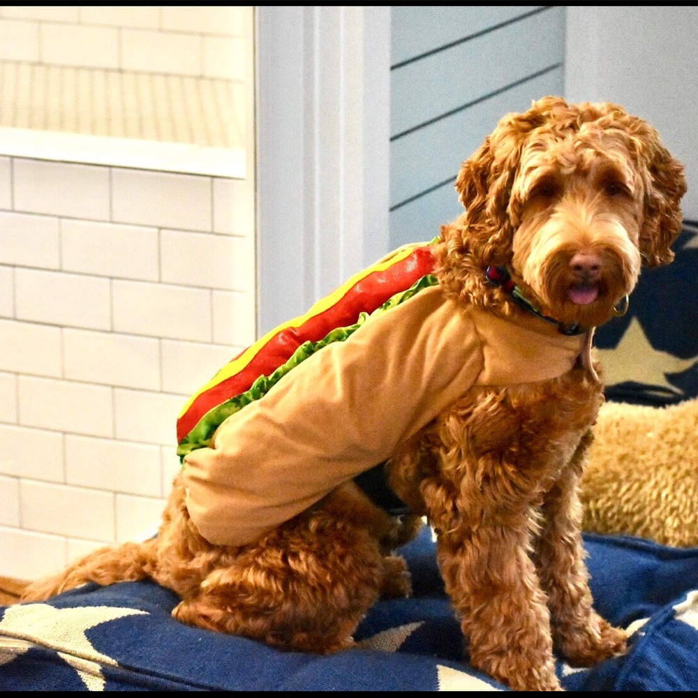 Meet your Posher, Tara