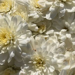 Meet your Posher, Ella