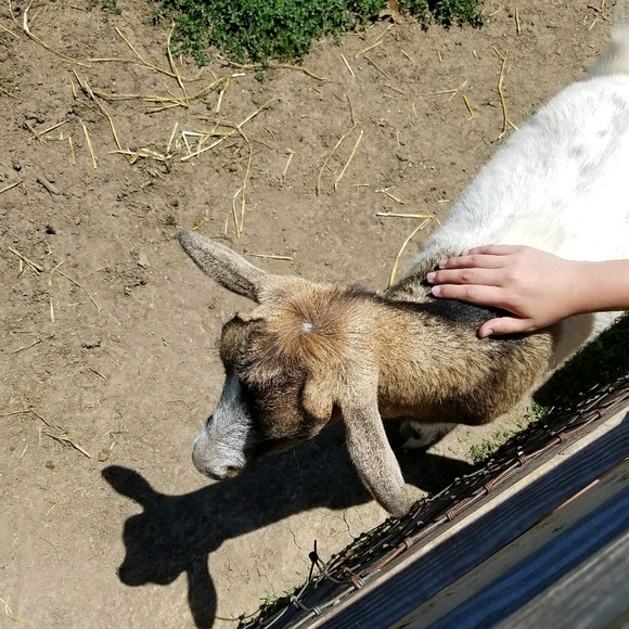 Meet your Posher, Mindy - Picture 1 of 1