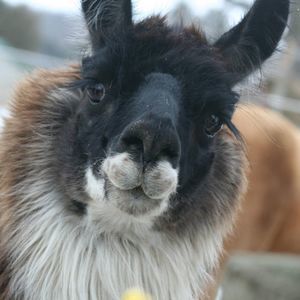 Meet your Posher, Pam