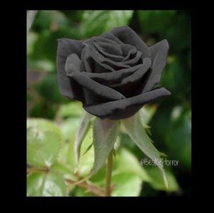 Meet your Posher, Abril