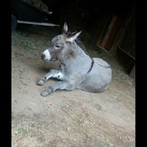 Meet your Posher, Hines