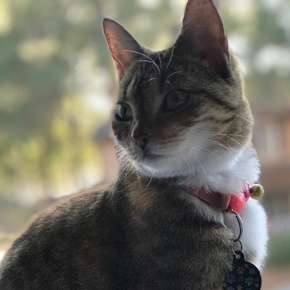 Meet your Posher, Skylar - Picture 1 of 1