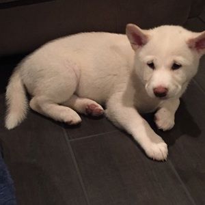 Meet your Posher, Dulari