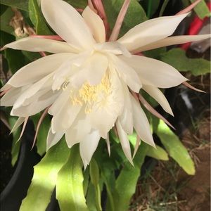 Meet your Posher, Sia