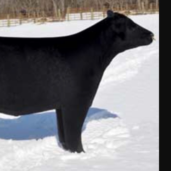 Meet your Posher, Cody - Picture 1 of 1