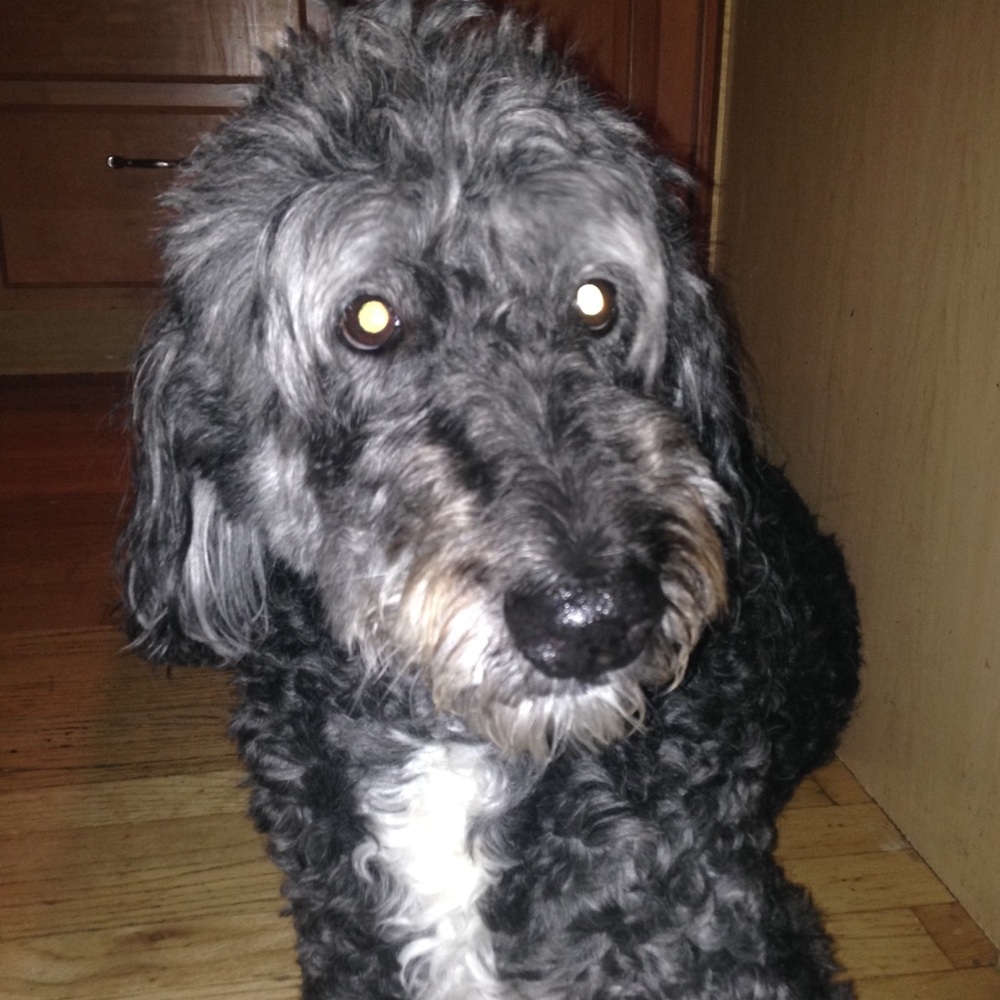 Meet your Posher, Kelly