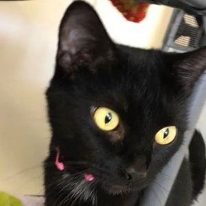 Meet your Posher, Mallory