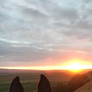 Meet your Posher, Sasha