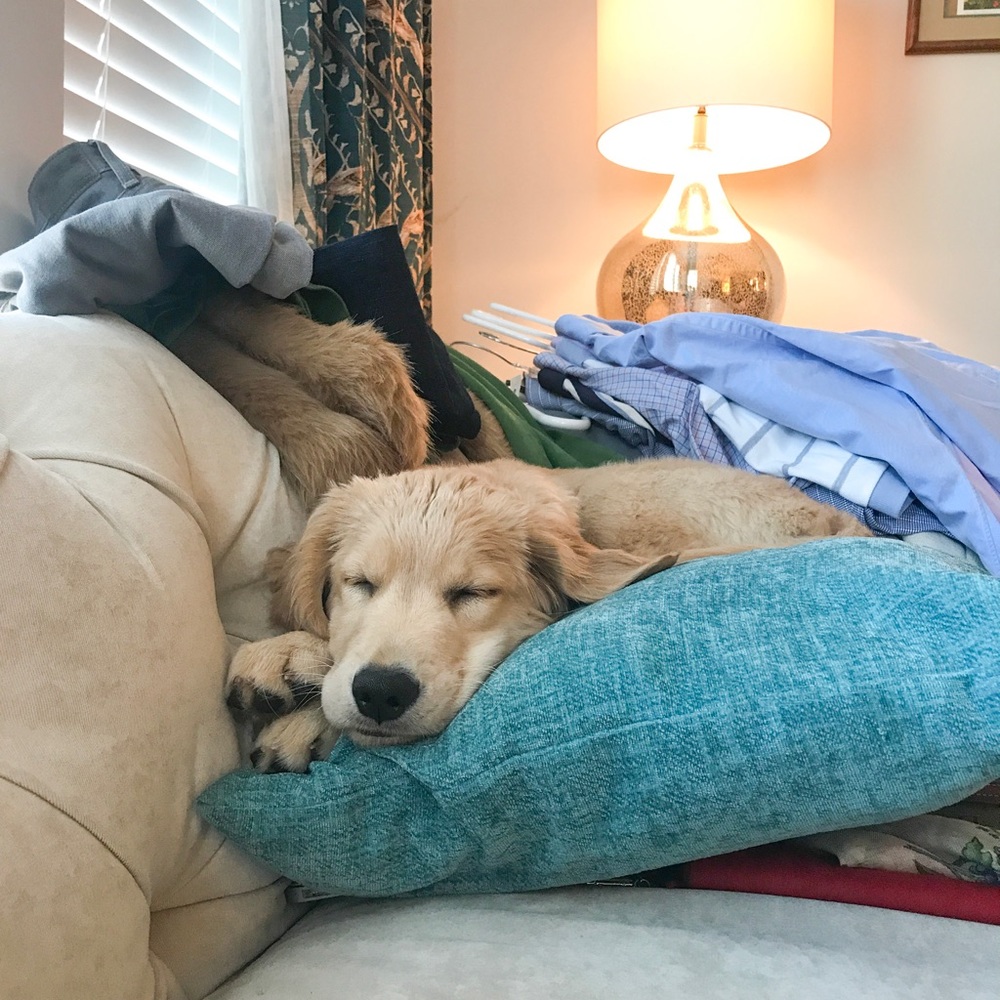 Poshmark Puppy
