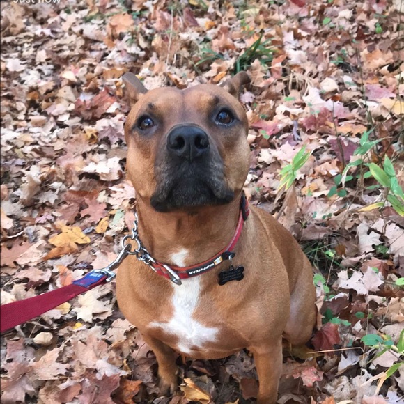 Meet your Posher, Juliana - Picture 1 of 1