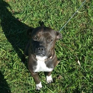 Meet your Posher, Otis