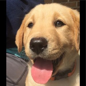 Meet your Posher, Devon