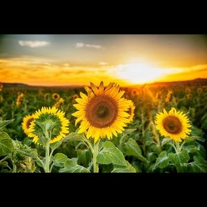 Meet your Posher, Kim