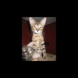 Meet your Posher, Amber