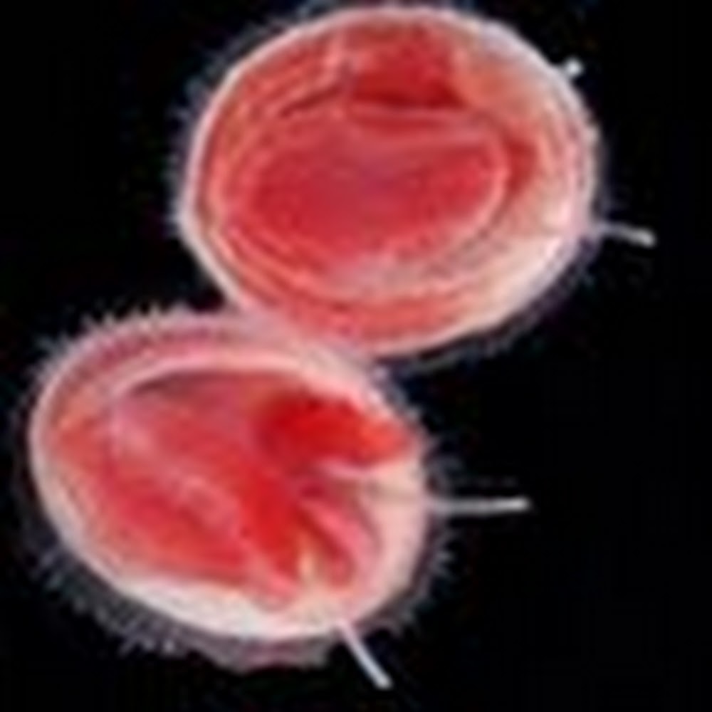 Meet your Posher, Redlimpet