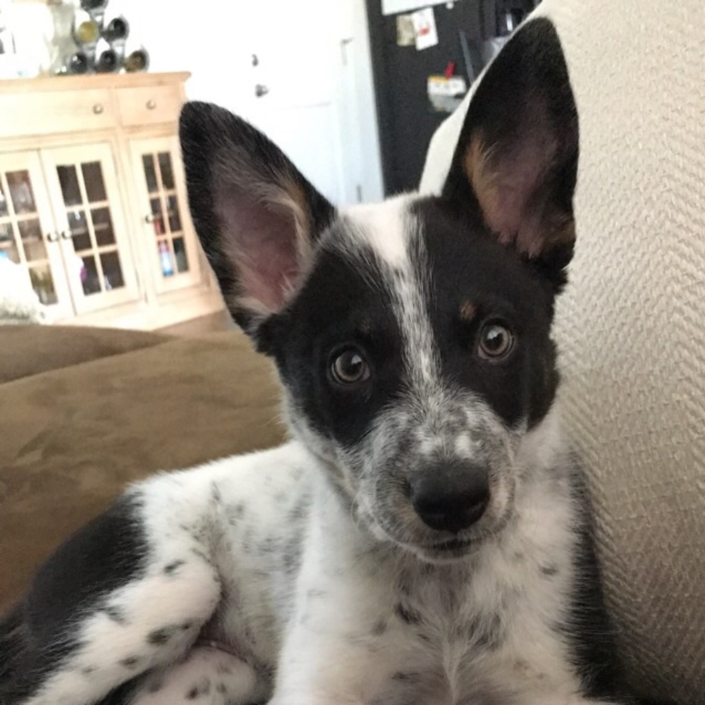 Meet your Posher, Kati