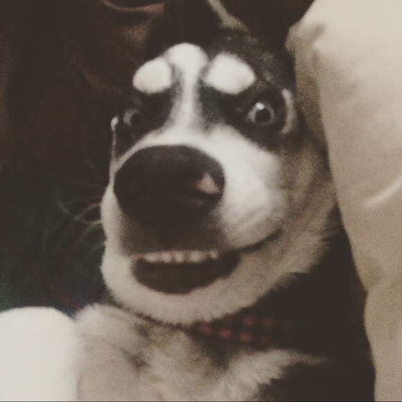 Meet your Posher, Danielle - Picture 1 of 1