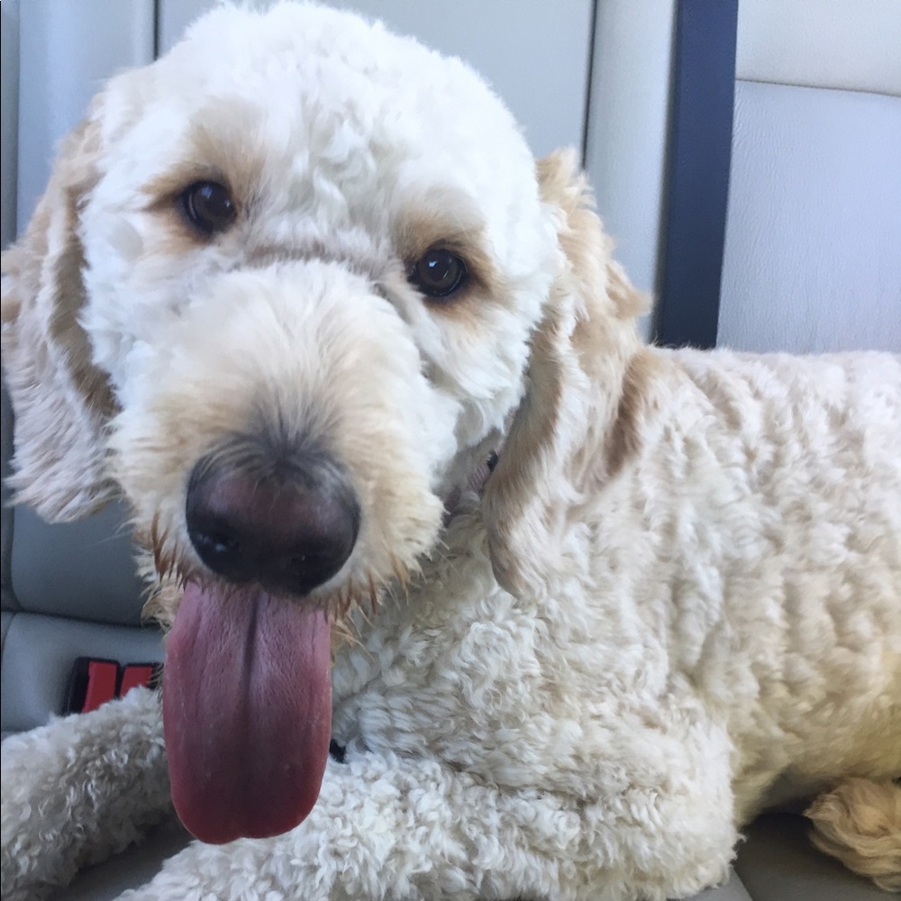 Meet your Posher, Tess