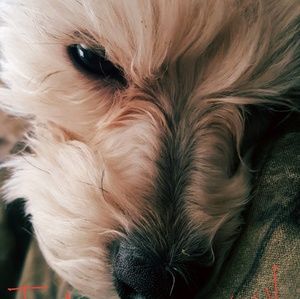 Meet your Posher, Annie