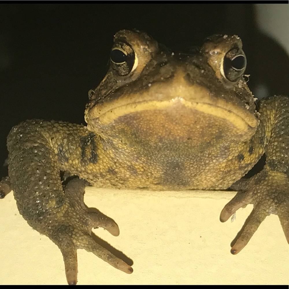 Meet your Posher, Kristen