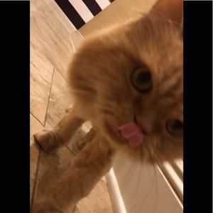 Meet your Posher, Nikki