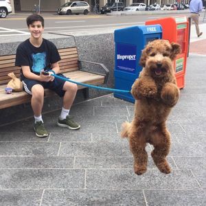 Meet your Posher, Max