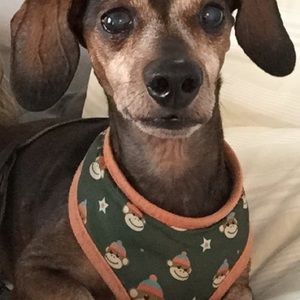 Meet your Posher, Carol