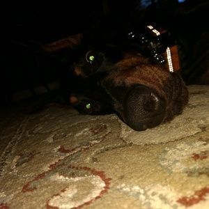 Meet your Posher, Greyson