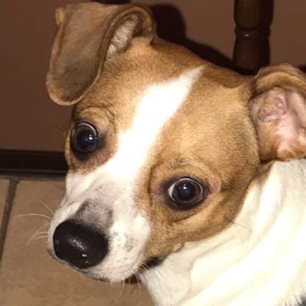 Meet your Posher, Janet