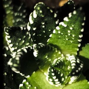 Meet your Posher, Lydia