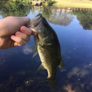 Meet your Posher, Logan