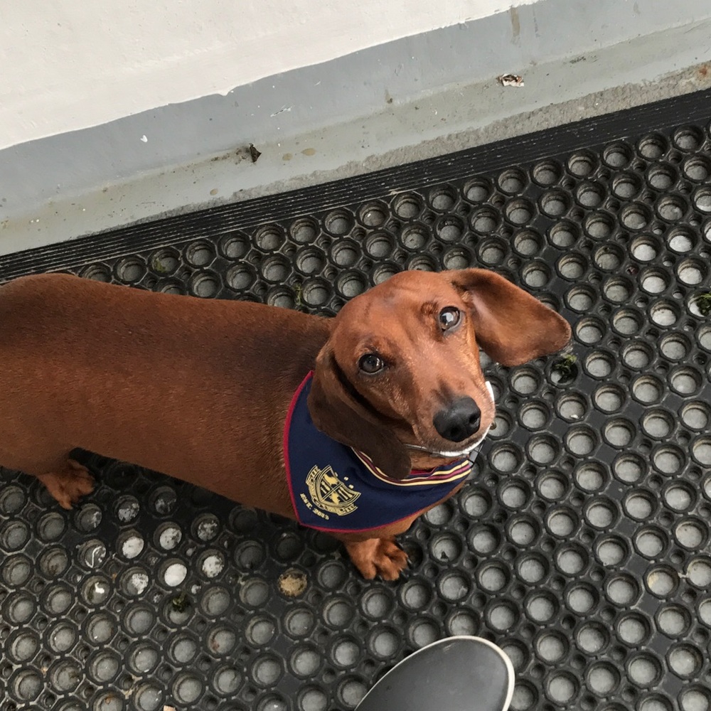 Meet your Posher, Heidi