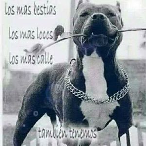 Meet your Posher, José