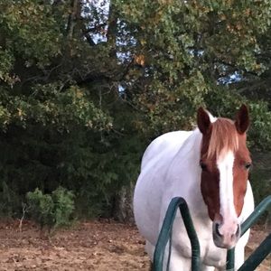 Meet your Posher, Cheyenne