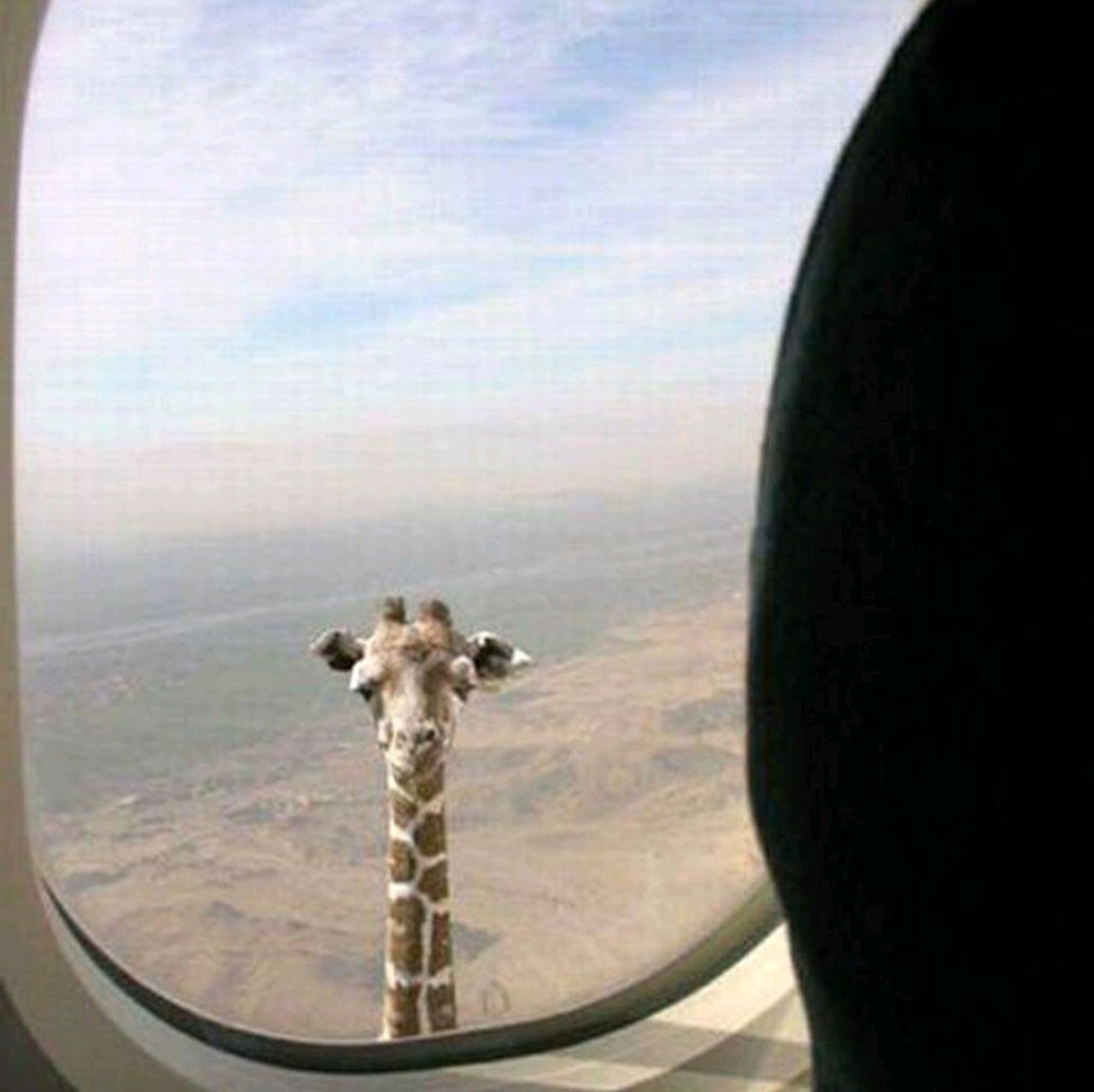 Meet your Posher, Tabitha