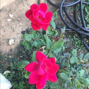 Meet your Posher, Alexander