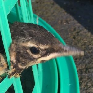 Meet your Posher, Oscar